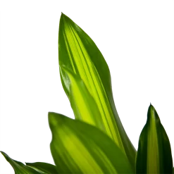 Dracaena Cintho - Op Stam - Drakenbloedboom - P21 H100 - Kamerplant 8 Dracaena Cintho - Op Stam - Drakenbloedboom - P21 H100 - Kamerplant -Groen Decor Verkoop dracaena cintho op stam drakenbloedboom p21 h100 6 1