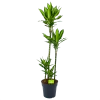 Dracaena Cintho - Op Stam - Drakenbloedboom - P27 H150 - Kamerplant -Groen Decor Verkoop dracaena cintho op stam drakenbloedboom p27 h150 1 1