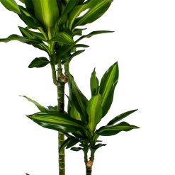 Dracaena Cintho - Op Stam - Drakenbloedboom - P27 H150 - Kamerplant -Groen Decor Verkoop dracaena cintho op stam drakenbloedboom p27 h150 5 1
