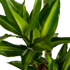 Dracaena Cintho - Op Stam - Drakenbloedboom - P27 H150 - Kamerplant -Groen Decor Verkoop dracaena cintho op stam drakenbloedboom p27 h150 6 1