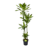 Dracaena Cintho - Op Stam - Drakenbloedboom - P27 H190 - Kamerplant -Groen Decor Verkoop dracaena cintho op stam drakenbloedboom p27 h190 1