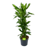 Dracaena Cintho - Vertakt - Drakenbloedboom - P27 H120 - Kamerplant -Groen Decor Verkoop dracaena cintho vertakt drakenbloedboom p27 h120 1 3
