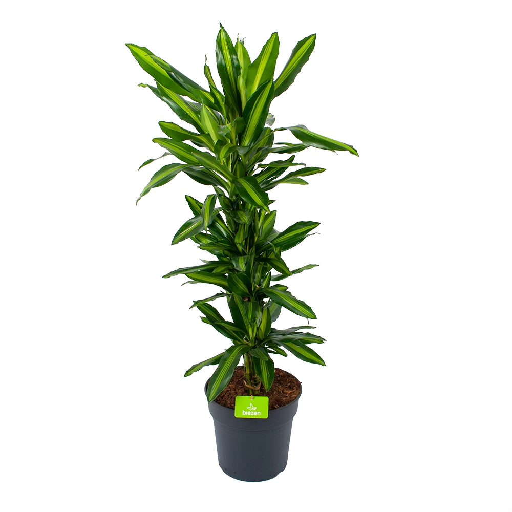 Dracaena Cintho - Vertakt - Drakenbloedboom - P27 H120 - Kamerplant 3 Dracaena Cintho - Vertakt - Drakenbloedboom - P27 H120 - Kamerplant