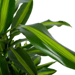 Dracaena Cintho - Vertakt - Drakenbloedboom - P27 H120 - Kamerplant 6 Dracaena Cintho - Vertakt - Drakenbloedboom - P27 H120 - Kamerplant -Groen Decor Verkoop dracaena cintho vertakt drakenbloedboom p27 h120 5 3