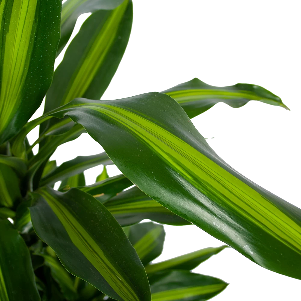 Dracaena Cintho - Vertakt - Drakenbloedboom - P27 H120 - Kamerplant 4 Dracaena Cintho - Vertakt - Drakenbloedboom - P27 H120 - Kamerplant - Afbeelding 2
