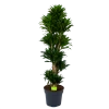 Dracaena Compacta - Vertakt - Drakenbloedboom - P34 H170 - Kamerplant 1 Dracaena Compacta - Vertakt - Drakenbloedboom - P34 H170 - Kamerplant -Groen Decor Verkoop dracaena compacta vertakt drakenbloedboom p34 h170 1 1