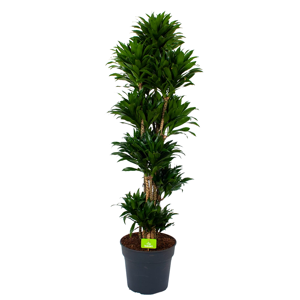 Dracaena Compacta - Vertakt - Drakenbloedboom - P34 H170 - Kamerplant 3 Dracaena Compacta - Vertakt - Drakenbloedboom - P34 H170 - Kamerplant