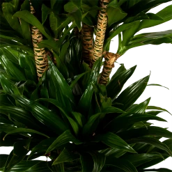 Dracaena Compacta - Vertakt - Drakenbloedboom - P34 H170 - Kamerplant 7 Dracaena Compacta - Vertakt - Drakenbloedboom - P34 H170 - Kamerplant -Groen Decor Verkoop dracaena compacta vertakt drakenbloedboom p34 h170 5 1