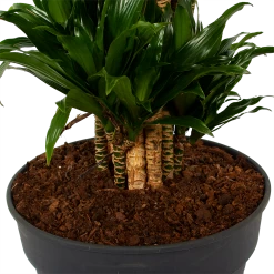 Dracaena Compacta - Vertakt - Drakenbloedboom - P34 H170 - Kamerplant 8 Dracaena Compacta - Vertakt - Drakenbloedboom - P34 H170 - Kamerplant -Groen Decor Verkoop dracaena compacta vertakt drakenbloedboom p34 h170 6 1