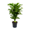 Dracaena Golden Coast - Vertakt - Drakenbloedboom - P21 H80 - Kamerplant 2 Dracaena Golden Coast - Vertakt - Drakenbloedboom - P21 H80 - Kamerplant -Groen Decor Verkoop dracaena golden coastdrakenbloedboom p21 h80 4