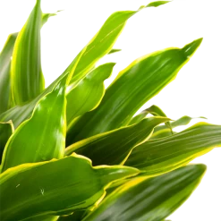 Dracaena Golden Coast - Vertakt - Drakenbloedboom - P21 H80 - Kamerplant -Groen Decor Verkoop dracaena golden coastdrakenbloedboom p21 h80 5