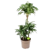 Dracaena Jade Jewel - Op Stam - Drakenbloedboom - P24 H100 - Kamerplant -Groen Decor Verkoop dracaena jade jewel op stam drakenbloedboom p24 h100 1
