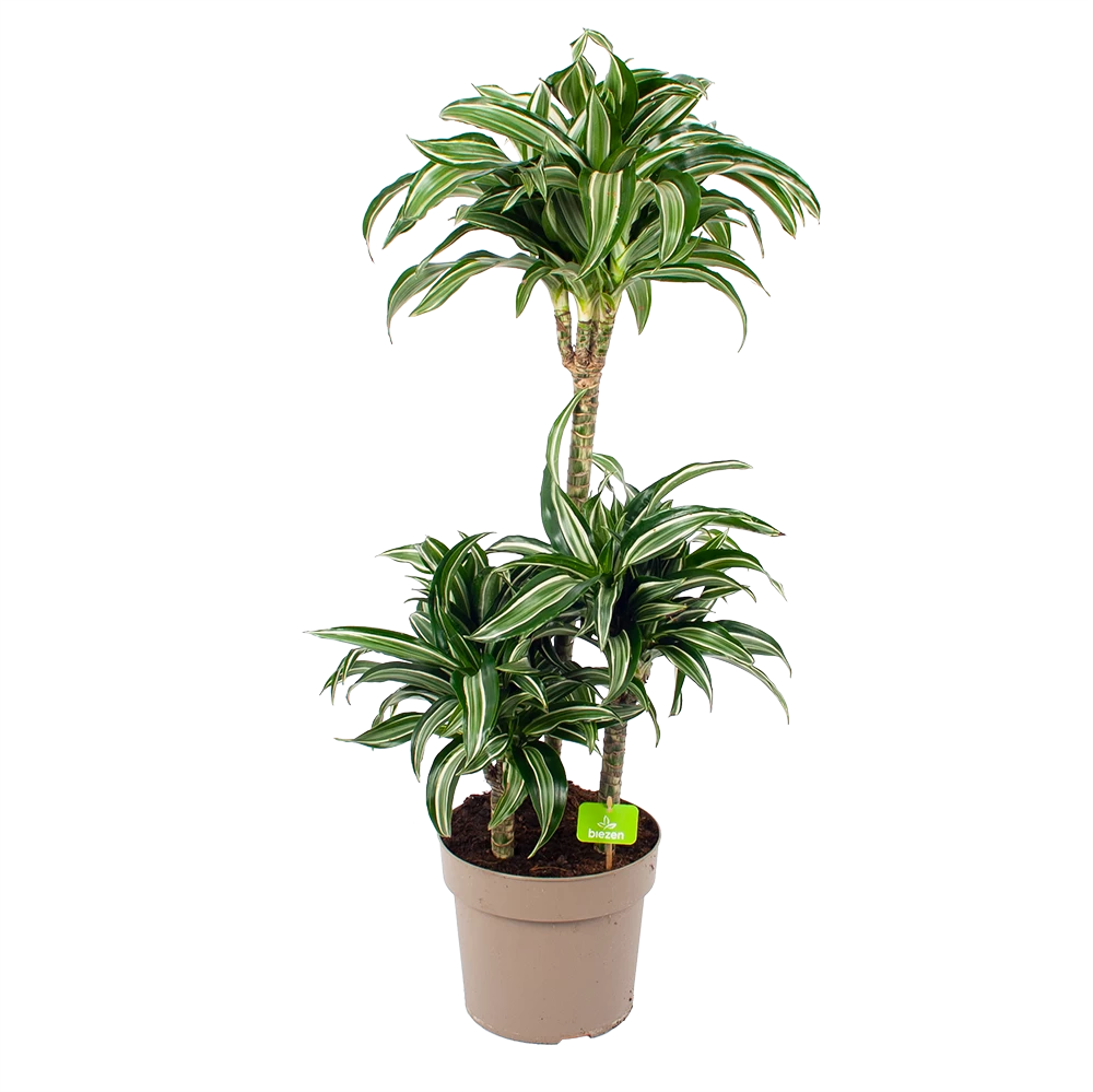 Dracaena Jade Jewel - Op Stam - Drakenbloedboom - P24 H100 - Kamerplant 3 Dracaena Jade Jewel - Op Stam - Drakenbloedboom - P24 H100 - Kamerplant