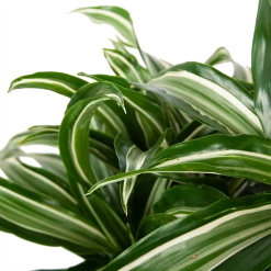 Dracaena Jade Jewel - Op Stam - Drakenbloedboom - P24 H100 - Kamerplant 8 Dracaena Jade Jewel - Op Stam - Drakenbloedboom - P24 H100 - Kamerplant -Groen Decor Verkoop dracaena jade jewel op stam drakenbloedboom p24 h100 4