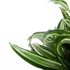 Dracaena Jade Jewel - Op Stam - Drakenbloedboom - P24 H100 - Kamerplant 9 Dracaena Jade Jewel - Op Stam - Drakenbloedboom - P24 H100 - Kamerplant -Groen Decor Verkoop dracaena jade jewel op stam drakenbloedboom p24 h100 5