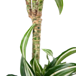 Dracaena Jade Jewel - Op Stam - Drakenbloedboom - P24 H100 - Kamerplant 10 Dracaena Jade Jewel - Op Stam - Drakenbloedboom - P24 H100 - Kamerplant -Groen Decor Verkoop dracaena jade jewel op stam drakenbloedboom p24 h100 6