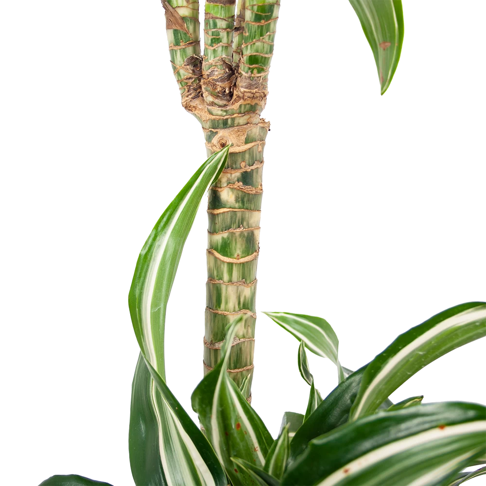 Dracaena Jade Jewel - Op Stam - Drakenbloedboom - P24 H100 - Kamerplant 6 Dracaena Jade Jewel - Op Stam - Drakenbloedboom - P24 H100 - Kamerplant - Afbeelding 4