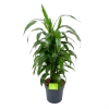Dracaena Janet Craig - Vertrakt - Drakenbloedboom - P21 H80 - Kamerplant -Groen Decor Verkoop dracaena janet craig vertrakt drakenbloedboom p21 h80 1 3