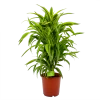 Dracaena Lemon Lime - Vertakt - Drakenbloedboom - P24 H110 - Kamerplant -Groen Decor Verkoop dracaena lemon lime drakenbloedboom p24 h95 4