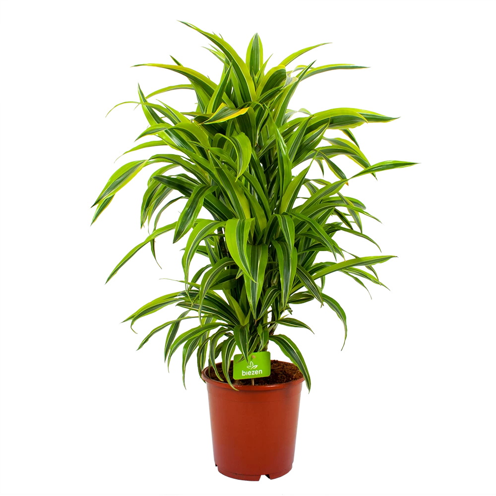 Dracaena Lemon Lime - Vertakt - Drakenbloedboom - P24 H110 - Kamerplant 3 Dracaena Lemon Lime - Vertakt - Drakenbloedboom - P24 H110 - Kamerplant