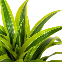 Dracaena Lemon Lime - Vertakt - Drakenbloedboom - P24 H110 - Kamerplant 6 Dracaena Lemon Lime - Vertakt - Drakenbloedboom - P24 H110 - Kamerplant -Groen Decor Verkoop dracaena lemon lime drakenbloedboom p24 h95 5