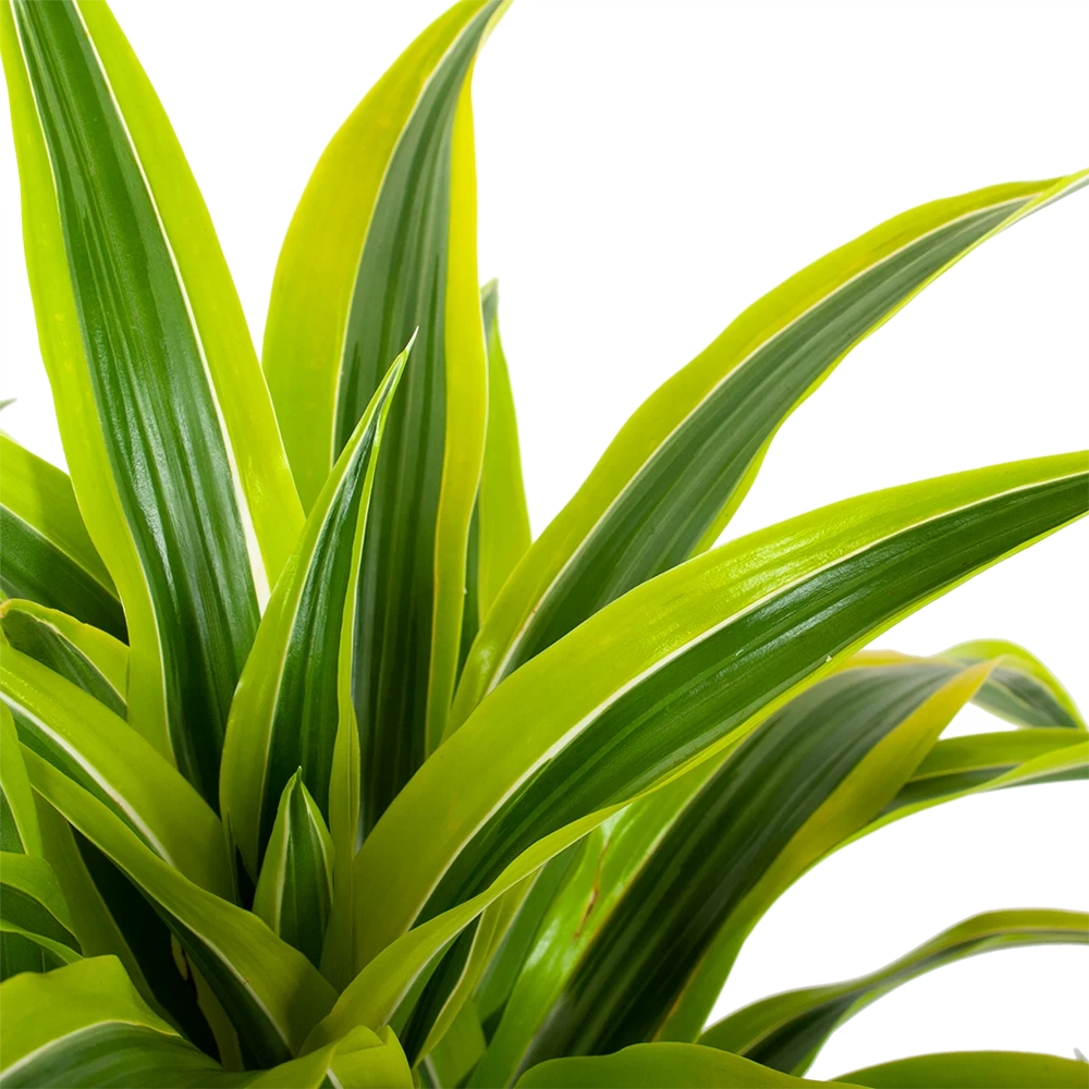 Dracaena Lemon Lime - Vertakt - Drakenbloedboom - P24 H110 - Kamerplant 4 Dracaena Lemon Lime - Vertakt - Drakenbloedboom - P24 H110 - Kamerplant - Afbeelding 2