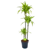 Dracaena Lemon Lime - Op Stam - Drakenbloedboom - P24 H150 - Kamerplant -Groen Decor Verkoop dracaena lemon lime op stam drakenbloedboom p24 h150 1