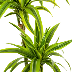 Dracaena Lemon Lime - Op Stam - Drakenbloedboom - P24 H150 - Kamerplant -Groen Decor Verkoop dracaena lemon lime op stam drakenbloedboom p24 h150 5
