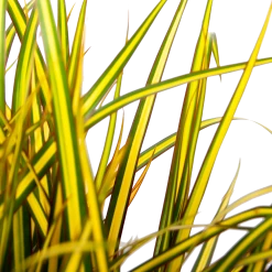 Dracaena Marginata Sunray - Op Stam - Drakenbloedboom - P21 H110 - Kamerplant -Groen Decor Verkoop dracaena marginata sunray op stam drakenbloedboom p24 h80 5 2