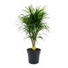 Dracaena Reflexa Anita - Enkele Stam - Drakenbloedboom-p24 H110 - Kamerplant -Groen Decor Verkoop dracaena reflexa anita drakenbloedboom p24 h110 4