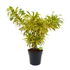 Dracaena Reflexa Song Of India - Vertakt - Drakenbloedboom - P24 H80 - Kamerplant 1 Dracaena Reflexa Song Of India - Vertakt - Drakenbloedboom - P24 H80 - Kamerplant -Groen Decor Verkoop dracaena reflexa song of indiadrakenbloedboom p24 h80 4