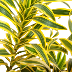 Dracaena Reflexa Song Of India - Vertakt - Drakenbloedboom - P24 H80 - Kamerplant 6 Dracaena Reflexa Song Of India - Vertakt - Drakenbloedboom - P24 H80 - Kamerplant -Groen Decor Verkoop dracaena reflexa song of indiadrakenbloedboom p24 h80 5