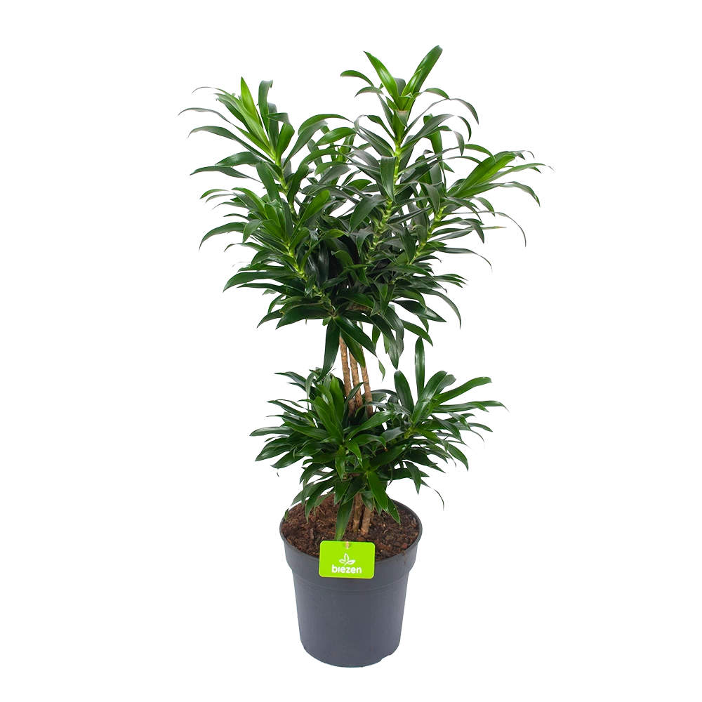 Dracaena Reflexa - Vertakt - Drakenbloedboom - P24 H90 - Kamerplant 3 Dracaena Reflexa - Vertakt - Drakenbloedboom - P24 H90 - Kamerplant