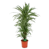 Dracaena Warneckei - Vertakt - Drakenbloedboom - P24 H110 - Kamerplant -Groen Decor Verkoop dracaena warneckei vertakt drakenbloedboom p24 h110 kamerplant 1