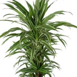 Dracaena Warneckei - Vertakt - Drakenbloedboom - P24 H110 - Kamerplant -Groen Decor Verkoop dracaena warneckei vertakt drakenbloedboom p24 h110 kamerplant 3