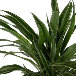 Dracaena Warneckei - Vertakt - Drakenbloedboom - P24 H110 - Kamerplant -Groen Decor Verkoop dracaena warneckei vertakt drakenbloedboom p24 h110 kamerplant 4