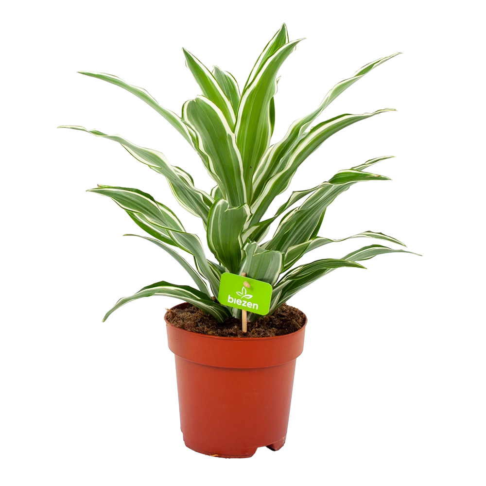 Dracaena White Jewel - Drakenbloedboom - P17 H45 - Kamerplant 3 Dracaena White Jewel - Drakenbloedboom - P17 H45 - Kamerplant