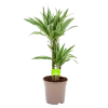 Dracaena White Stripe - Op Stam - Drakenbloedboom - P17 H65 - Kamerplant 2 Dracaena White Stripe - Op Stam - Drakenbloedboom - P17 H65 - Kamerplant -Groen Decor Verkoop dracaena white stripe drakenbloedboom p17 h55 4
