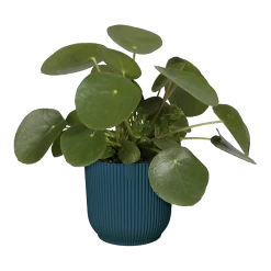 Bloempot Elho Vibes Fold Rond - D22 X H20cm - Diepblauw 12 Bloempot Elho Vibes Fold Rond - D22 X H20cm - Diepblauw -Groen Decor Verkoop elho vibes fold rond 22 blauw d22 h20cm bloempot diepblauw 6 7