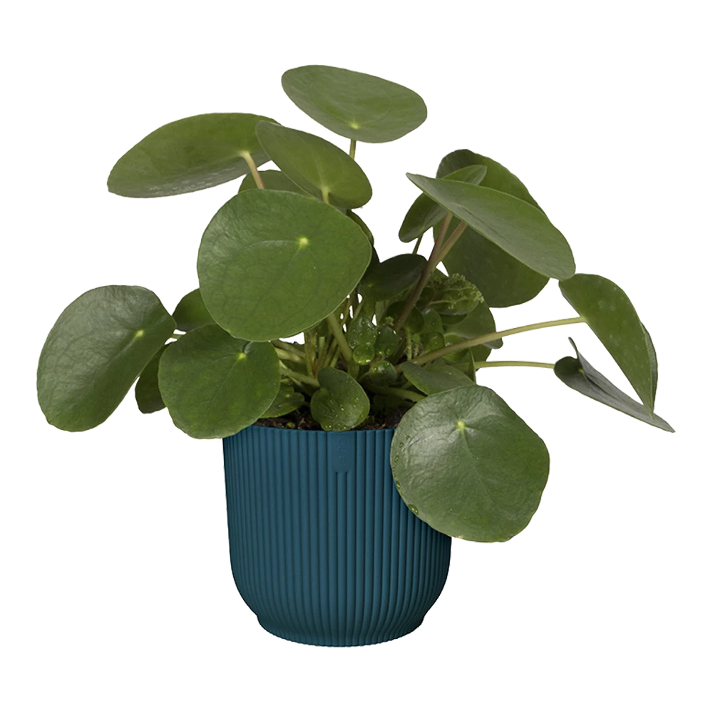 Bloempot Elho Vibes Fold Rond - D22 X H20cm - Diepblauw 7 Bloempot Elho Vibes Fold Rond - D22 X H20cm - Diepblauw - Afbeelding 5