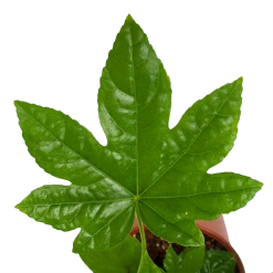 Fatsia Japonica - Vingerplant - P19 H60 - Kamerplant -Groen Decor Verkoop fatsia japonica vingerplant p19 h60 4