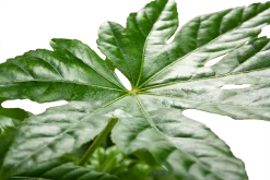 Fatsia Japonica - Vingerplant - P19 H60 - Kamerplant -Groen Decor Verkoop fatsia japonica vingerplant p19 h60 5