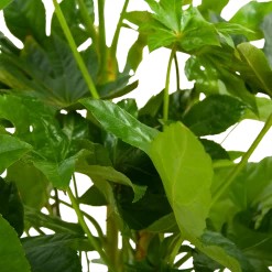 Fatsia Japonica - Vingerplant - P19 H60 - Kamerplant -Groen Decor Verkoop fatsia japonica vingerplant p19 h60 6