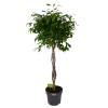 Ficus Benjamina Exotica Op Gevlochten Stam - Treurvijg - P27 H140 - Kamerplant -Groen Decor Verkoop ficus benjamina exotica op gevlochten stam treurvijg p27 h140 1