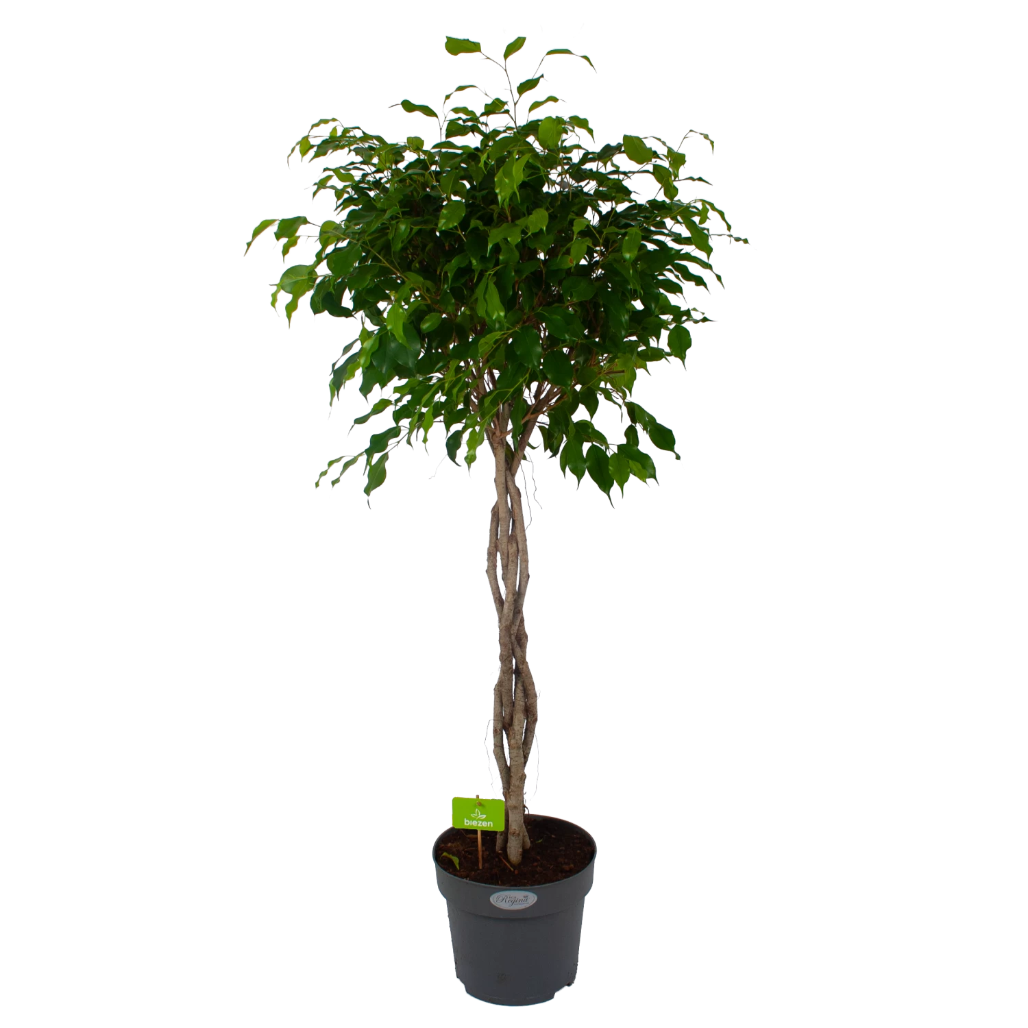 Ficus Benjamina Exotica Op Gevlochten Stam - Treurvijg - P27 H140 - Kamerplant 3 Ficus Benjamina Exotica Op Gevlochten Stam - Treurvijg - P27 H140 - Kamerplant