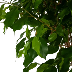 Ficus Benjamina Exotica Op Gevlochten Stam - Treurvijg - P27 H140 - Kamerplant 7 Ficus Benjamina Exotica Op Gevlochten Stam - Treurvijg - P27 H140 - Kamerplant -Groen Decor Verkoop ficus benjamina exotica op gevlochten stam treurvijg p27 h140 5