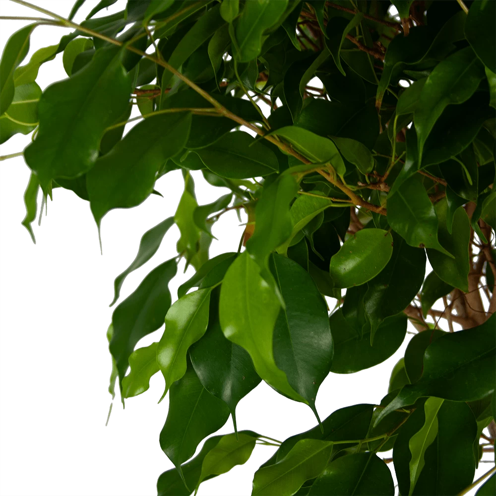 Ficus Benjamina Exotica Op Gevlochten Stam - Treurvijg - P27 H140 - Kamerplant 4 Ficus Benjamina Exotica Op Gevlochten Stam - Treurvijg - P27 H140 - Kamerplant - Afbeelding 2