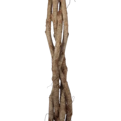 Ficus Benjamina Exotica Op Gevlochten Stam - Treurvijg - P27 H140 - Kamerplant 8 Ficus Benjamina Exotica Op Gevlochten Stam - Treurvijg - P27 H140 - Kamerplant -Groen Decor Verkoop ficus benjamina exotica op gevlochten stam treurvijg p27 h140 6