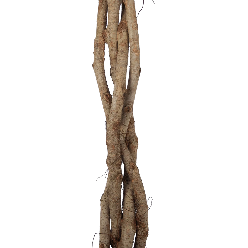 Ficus Benjamina Exotica Op Gevlochten Stam - Treurvijg - P27 H140 - Kamerplant 5 Ficus Benjamina Exotica Op Gevlochten Stam - Treurvijg - P27 H140 - Kamerplant - Afbeelding 3