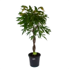 Ficus Binnendijkii Amstel King Op Gevlochten Stam - Treurvijg - P31 H140 - Kamerplant -Groen Decor Verkoop ficus binnendijkii amstel king op gevlochten stam treurvijg p31 h140 1